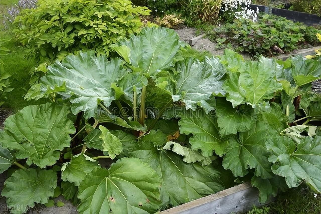 大黄：泻热通肠、凉血解毒、逐瘀通经