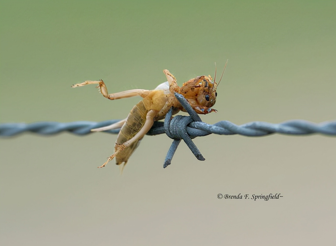 真实大象的照片,在野外拍到的真实大象