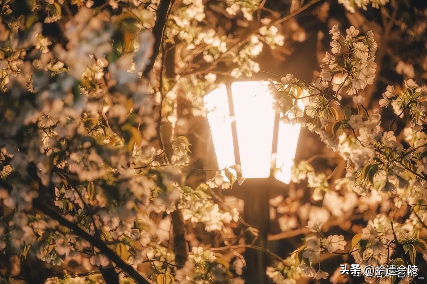南京鸡鸣寺樱花盛开的时候,鸡鸣寺看樱花要门票吗