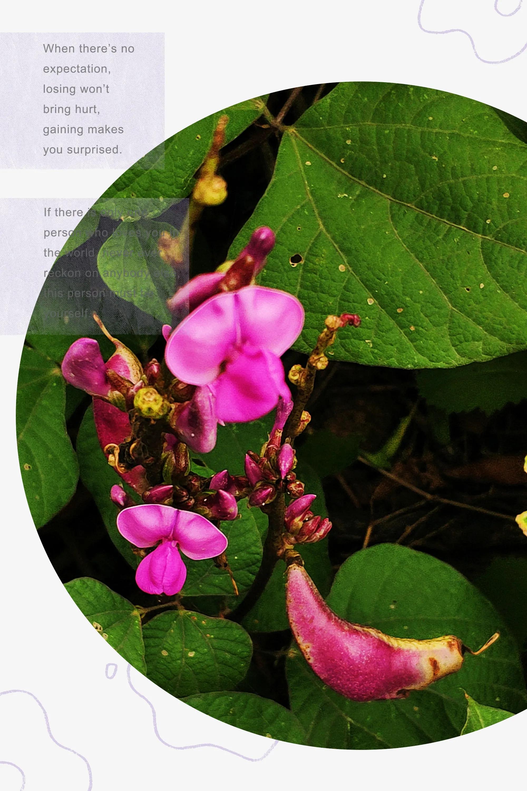 田园美景竖屏大图,乡村田园风景手机怎么拍