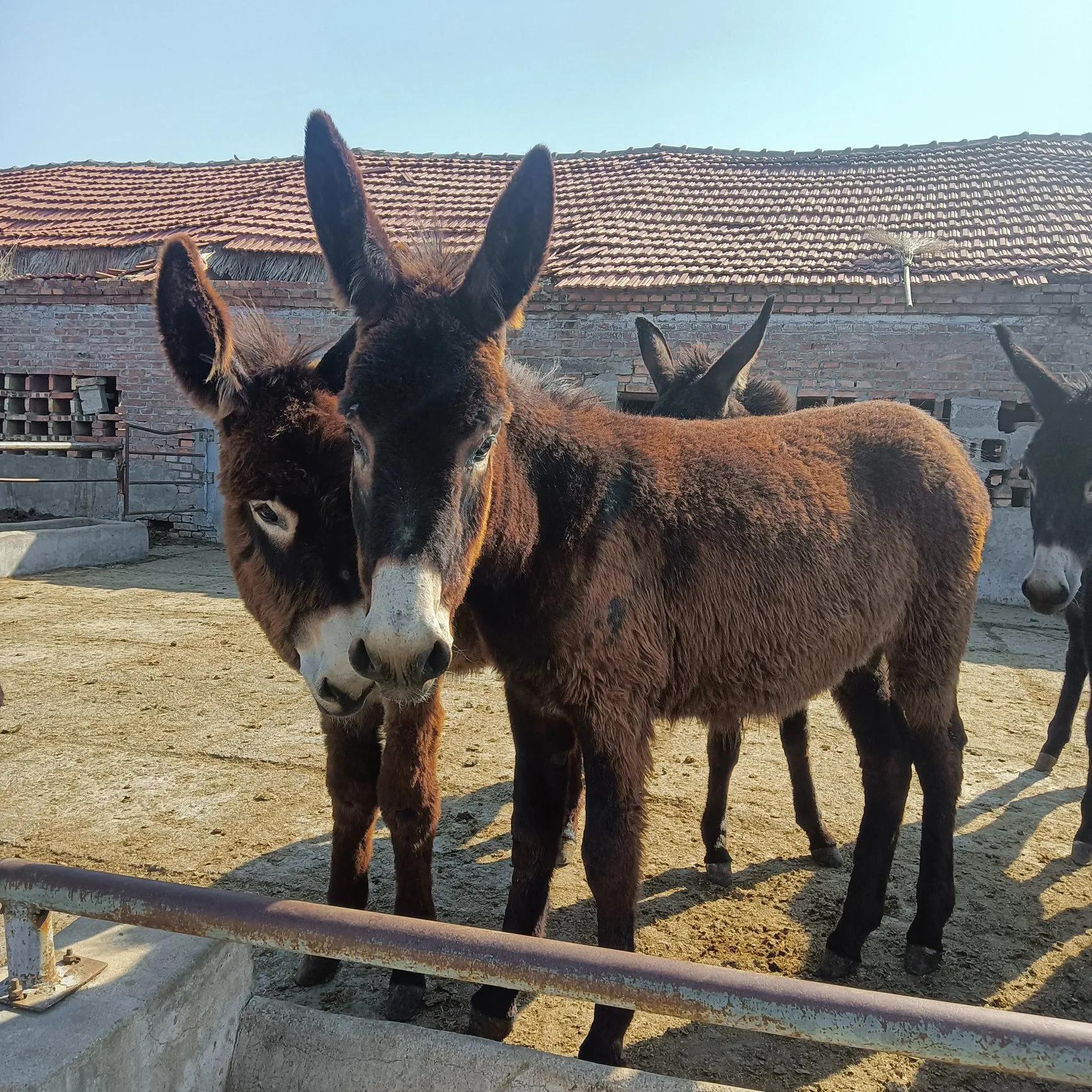 河北肉驴饲养技术,饲养肉驴的注意事项