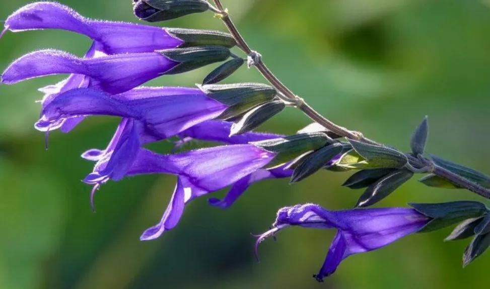 赏花旅游种什么花,春季去公园踏青上百种花让人眼花