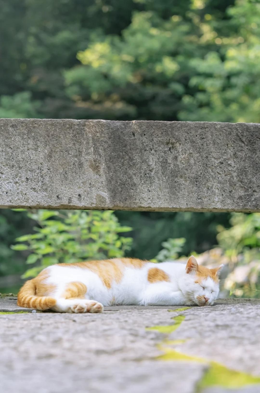 治愈系壁纸｜132张可爱小猫咪的样子