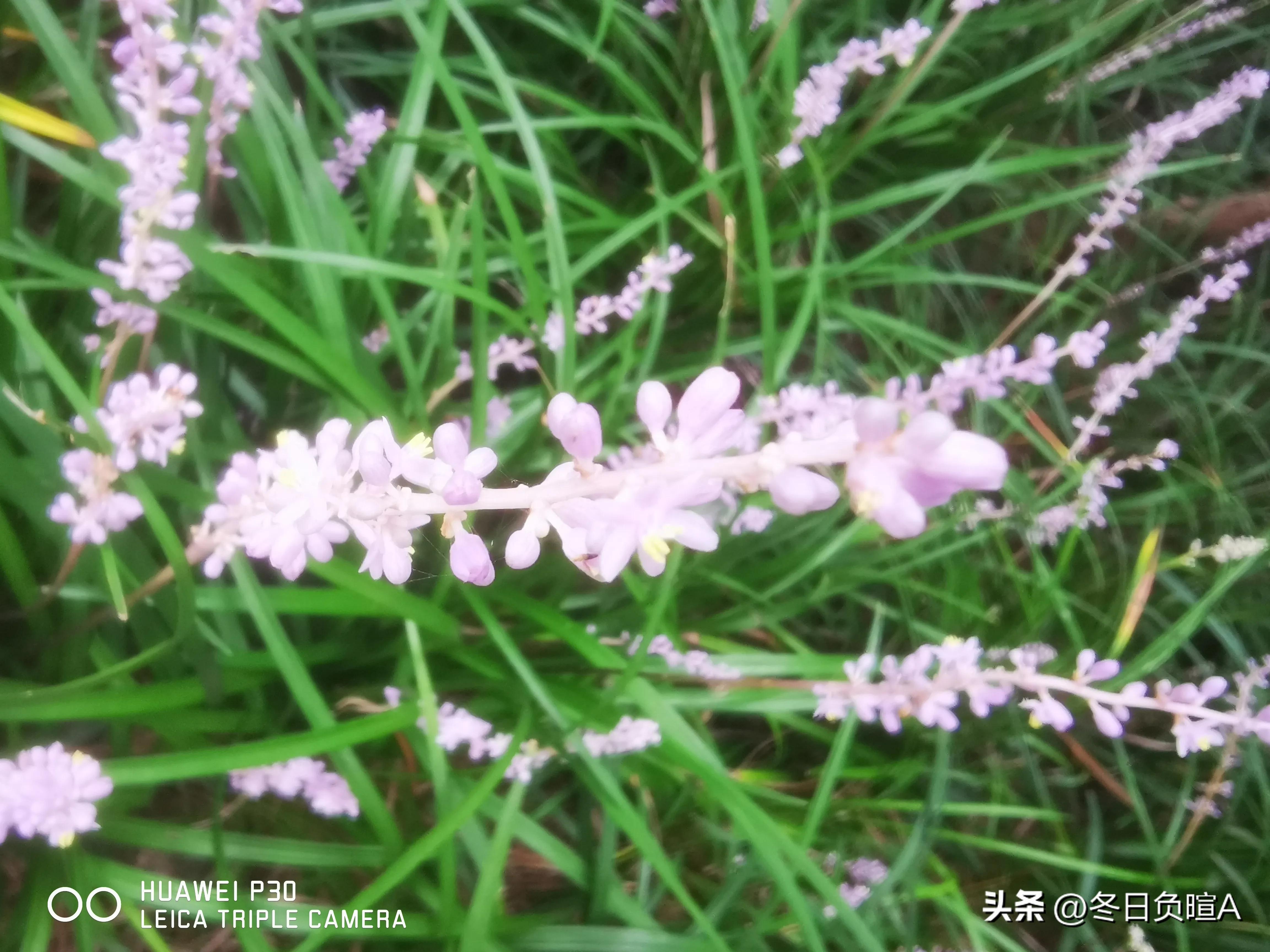 苏轼诗词湖上夜归赏析,急需苏东坡古诗赏析