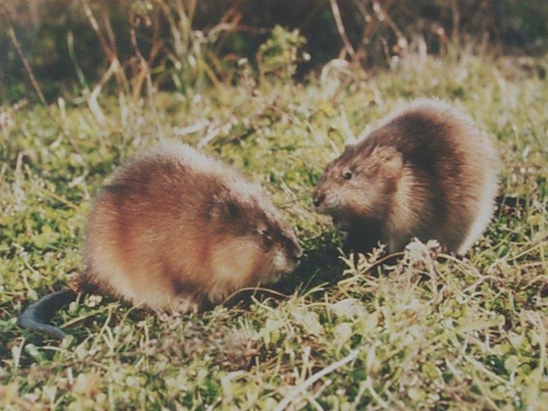 1992年，河北男子花30万买两只病鼠，几年后反而大赚8000万