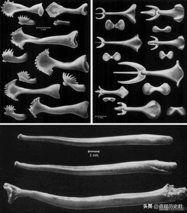 雄性动物进化器官,雄性生物生殖进化