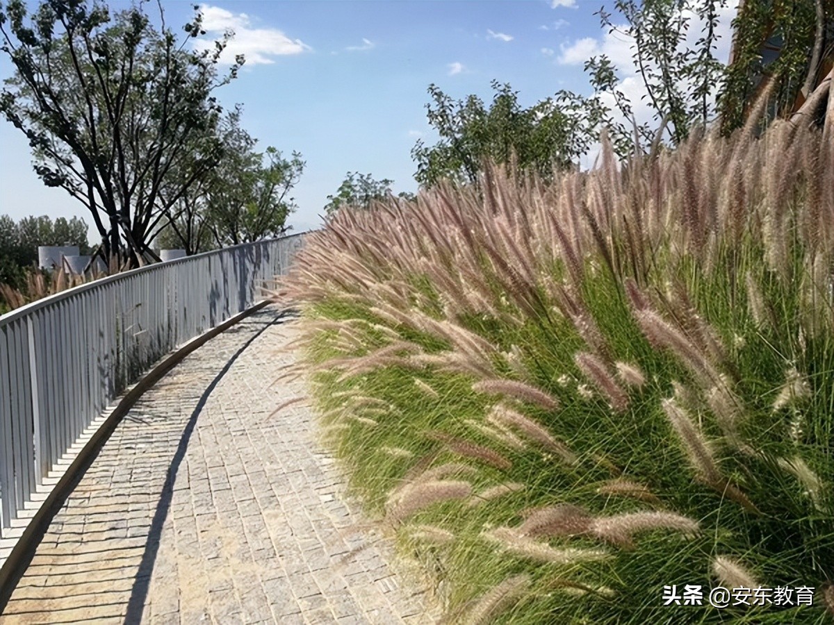 狼尾草的形态特征,狗尾巴草的品种及图片