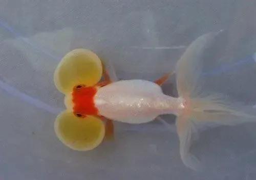 各种漂亮鱼的名称及图片,漂亮可爱的海水观赏鱼