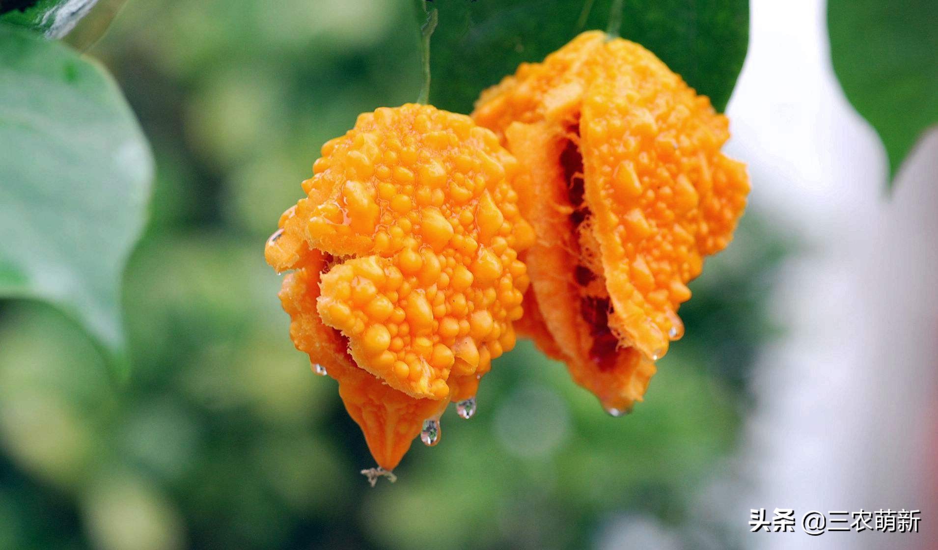 十大消失的水果,被遗忘的水果有哪些