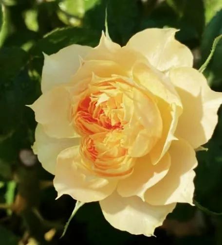 失眠吃中药能睡药一停又会失眠吗,失眠吃中药副作用大吗