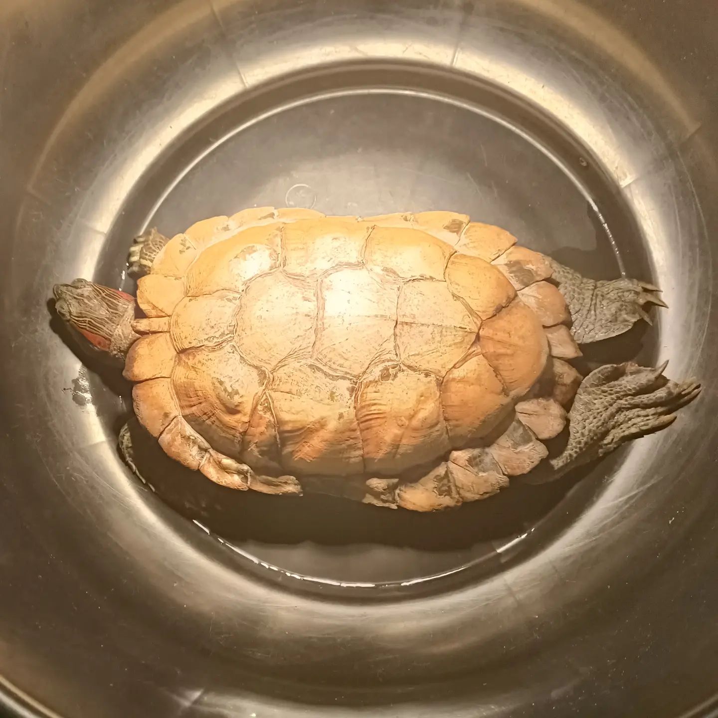 巴西龟冬天的饮食规律,巴西龟一般都吃什么食物怎么养