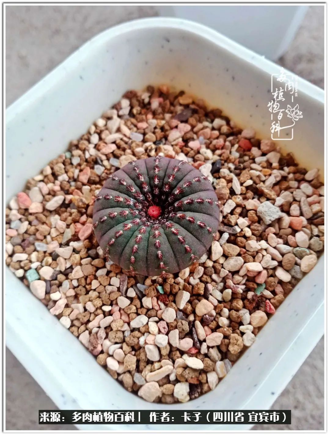 送我一轮明月文案,送我一轮明月