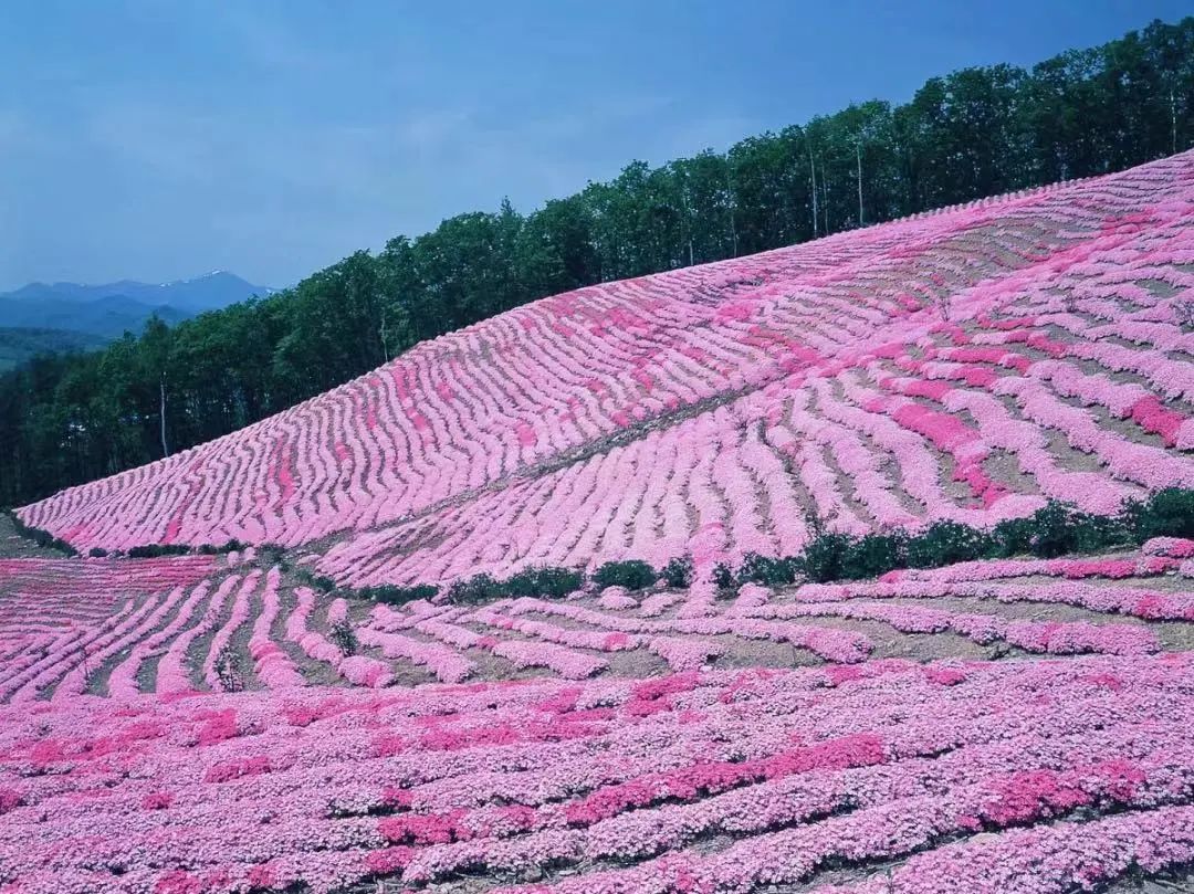 今年日本樱花还能看吗,日本4月底还有樱花看吗