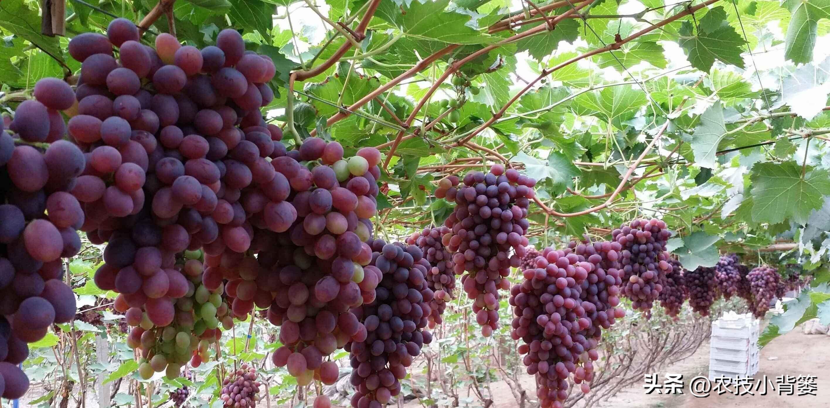 怎样解决葡萄大小不一的问题,解决葡萄发芽不整齐的问题