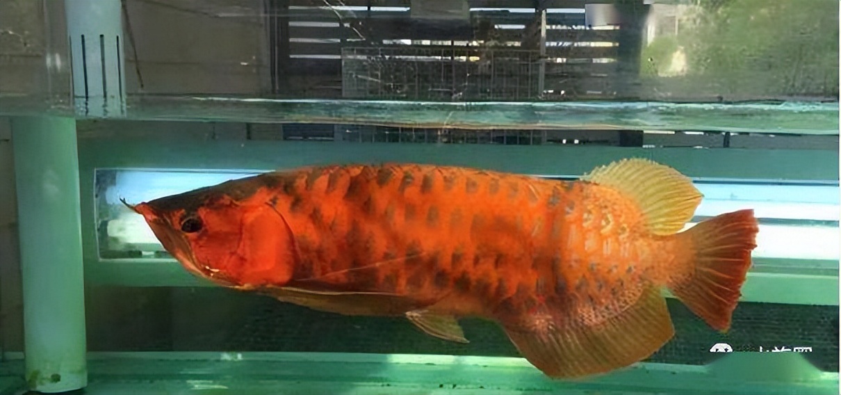 龙鱼的饲养方法和注意事项大全,龙鱼饲养问题