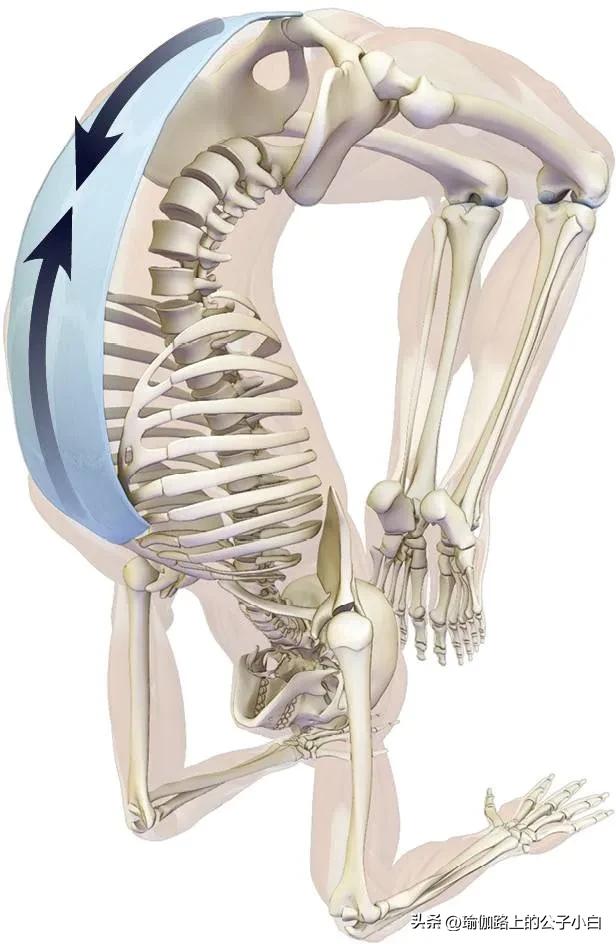 瑜伽解剖体式哈他,瑜伽解剖体式讲解