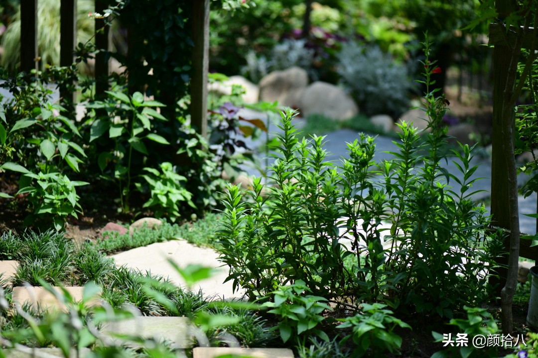看到你的花园那么惨，我就安心了|园丁