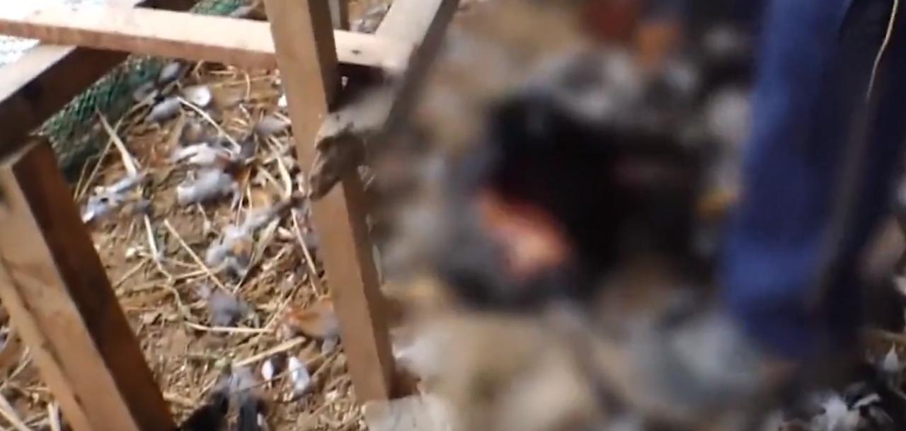 20年广东老太捡到一只“野猫”,越养越不对劲,专家看后立即报案