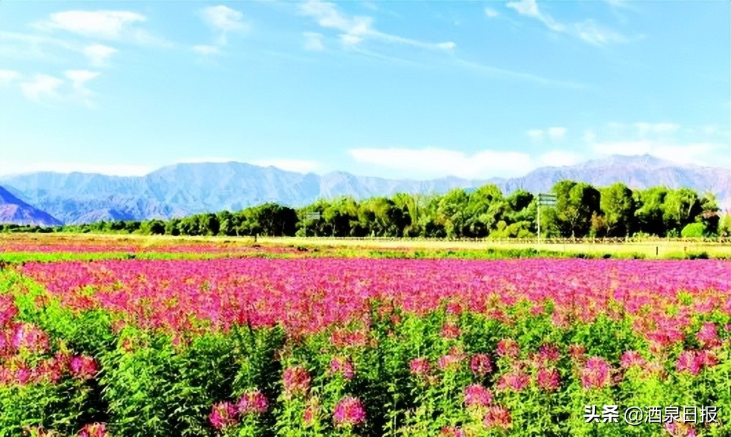 酒泉次第花开,酒泉静待花开