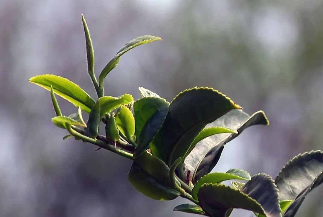 绿茶种类大全介绍,高档龙井绿茶有哪些种类