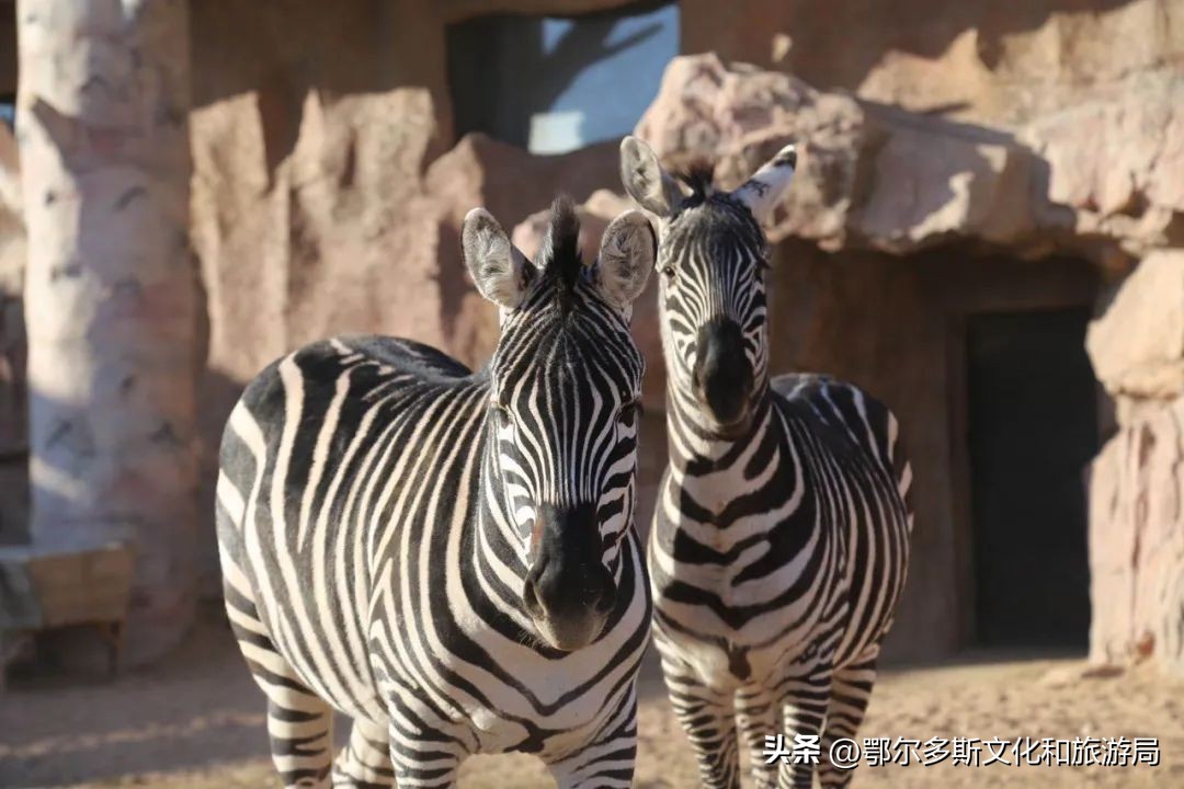 鄂尔多斯野生动物园和海洋馆门票,鄂尔多斯野生动物园海洋馆