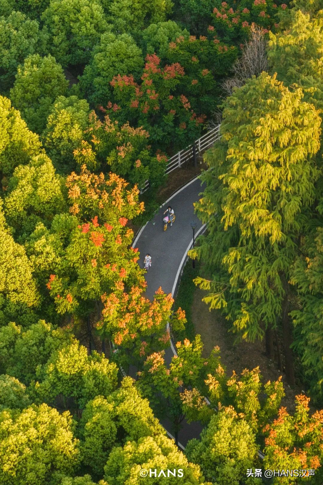 过隐！种花养鱼武汉人