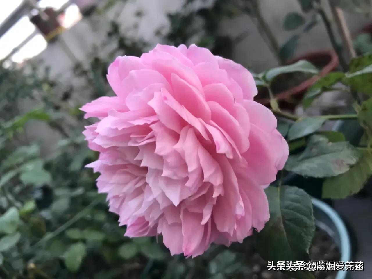 哪些月季仙气十足,又美又香的月季品种