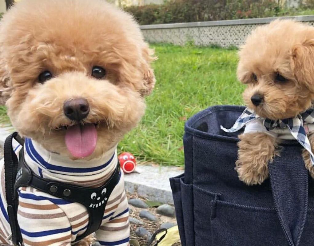 全网最受欢迎的十位狗狗,受欢迎的十大狗第一排为土狗