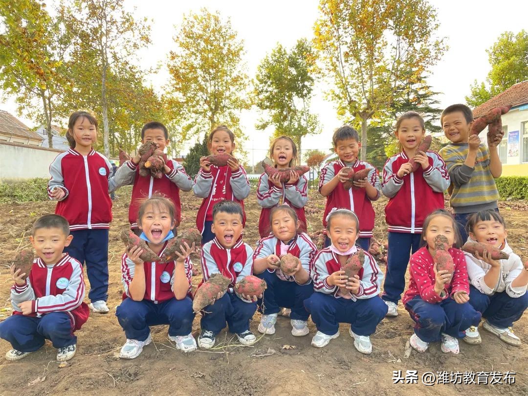 挖红薯、摘柿子、拔花生……看，潍坊学子在劳动中感受秋天