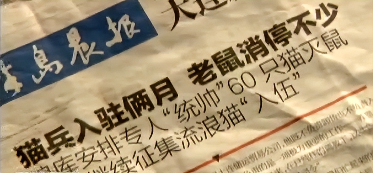 辽宁国家粮仓遭鼠患，员工训练流浪猫当兵入伍，厂内上演猫鼠大战