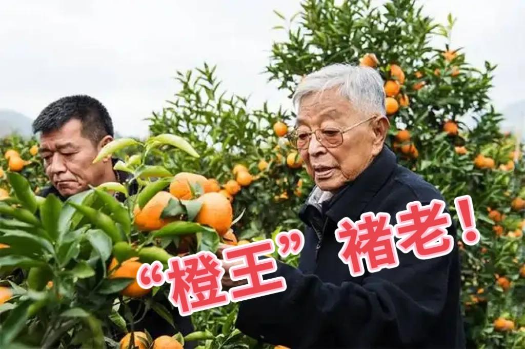 橙王怎么形成的,橙王是什么