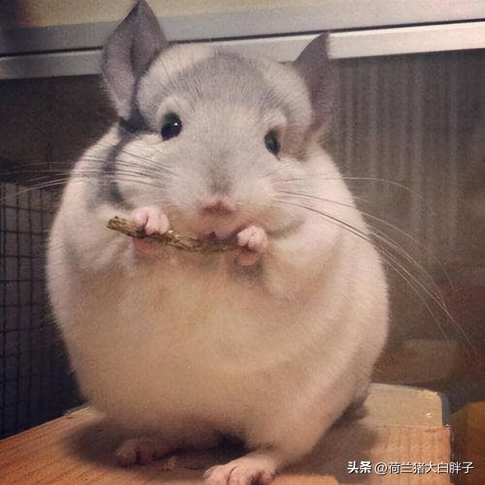 养龙猫的十大坏处,宠物龙猫怎么养攻略教程