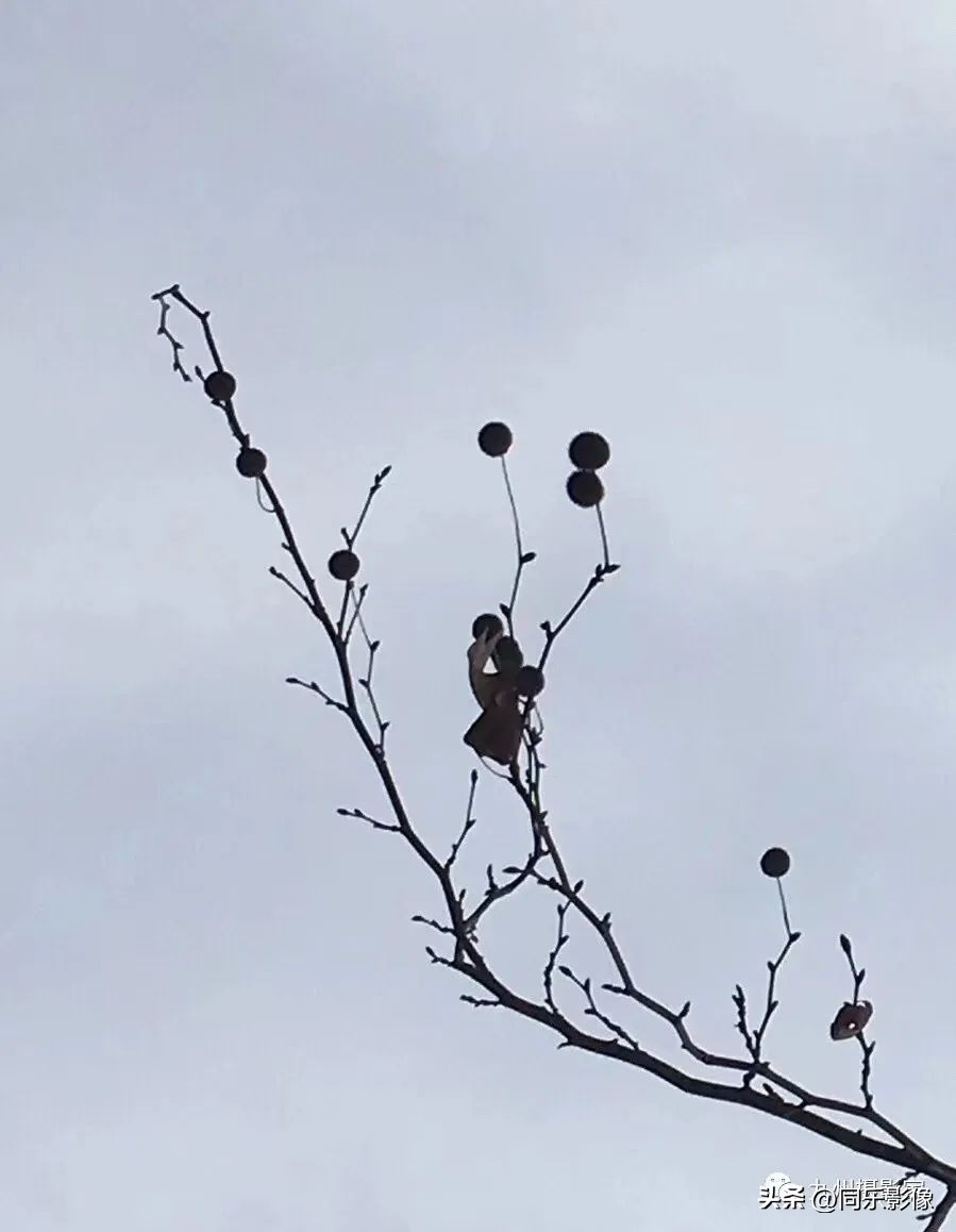 海阔凭鱼跃，天高任鸟飞---九州摄影浙江俱乐部优秀作品展