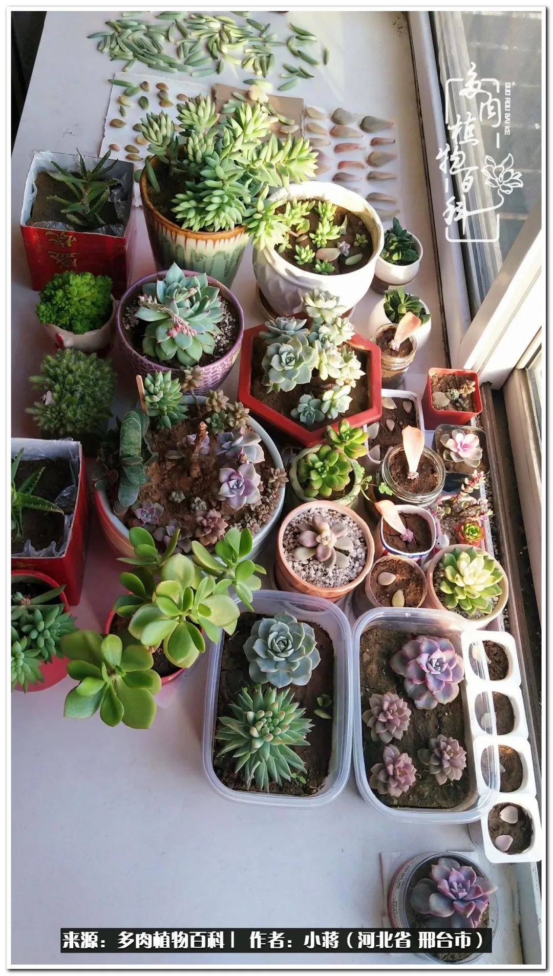 我与多肉植物之间的故事,我和多肉十二卷的故事100字