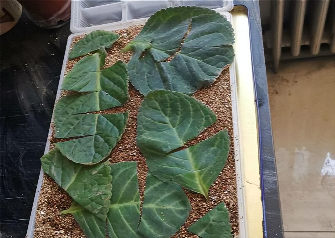 喜阴最好养的10种花,杜鹃花喜阴还是喜散光