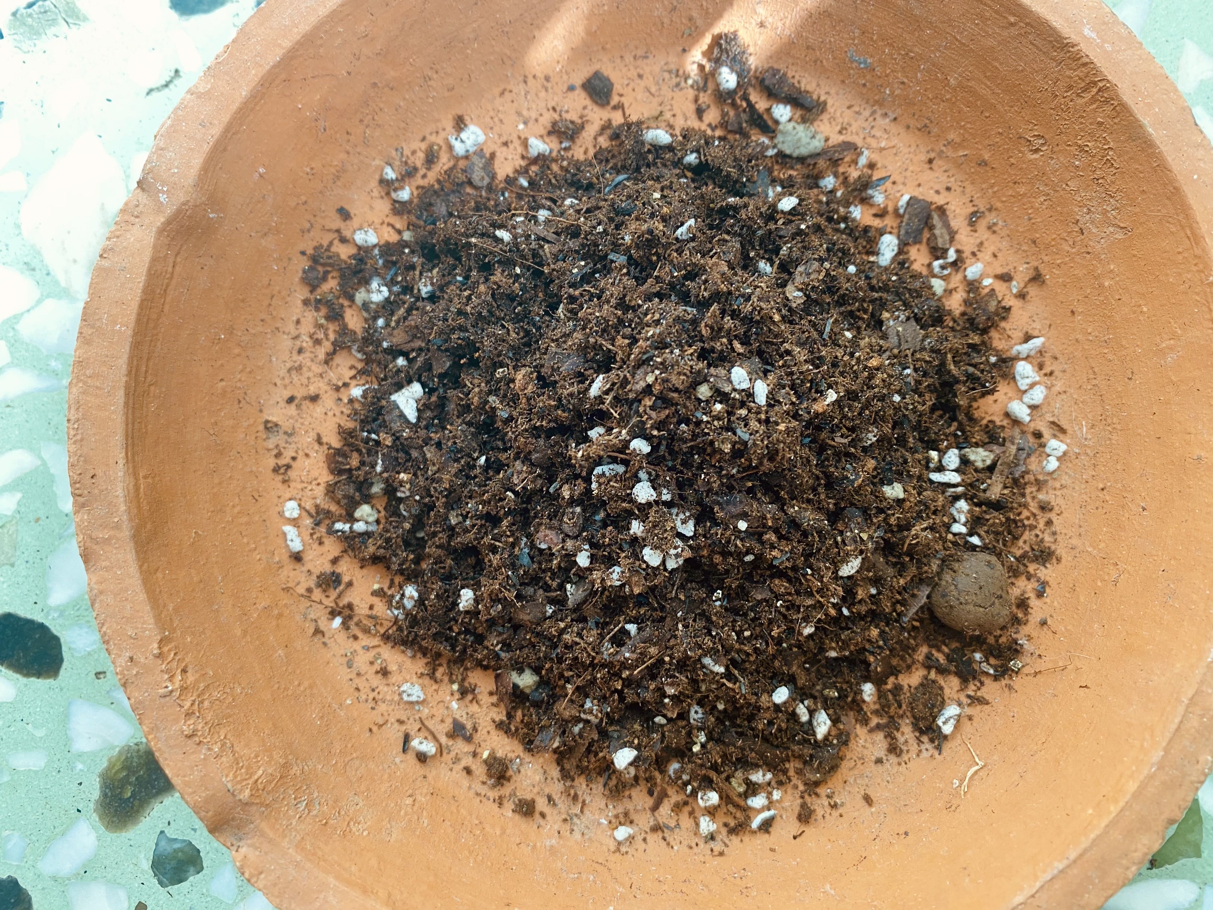 进阶为植物养殖高手必养的植物,20年种植经验告诉你多肉这样养