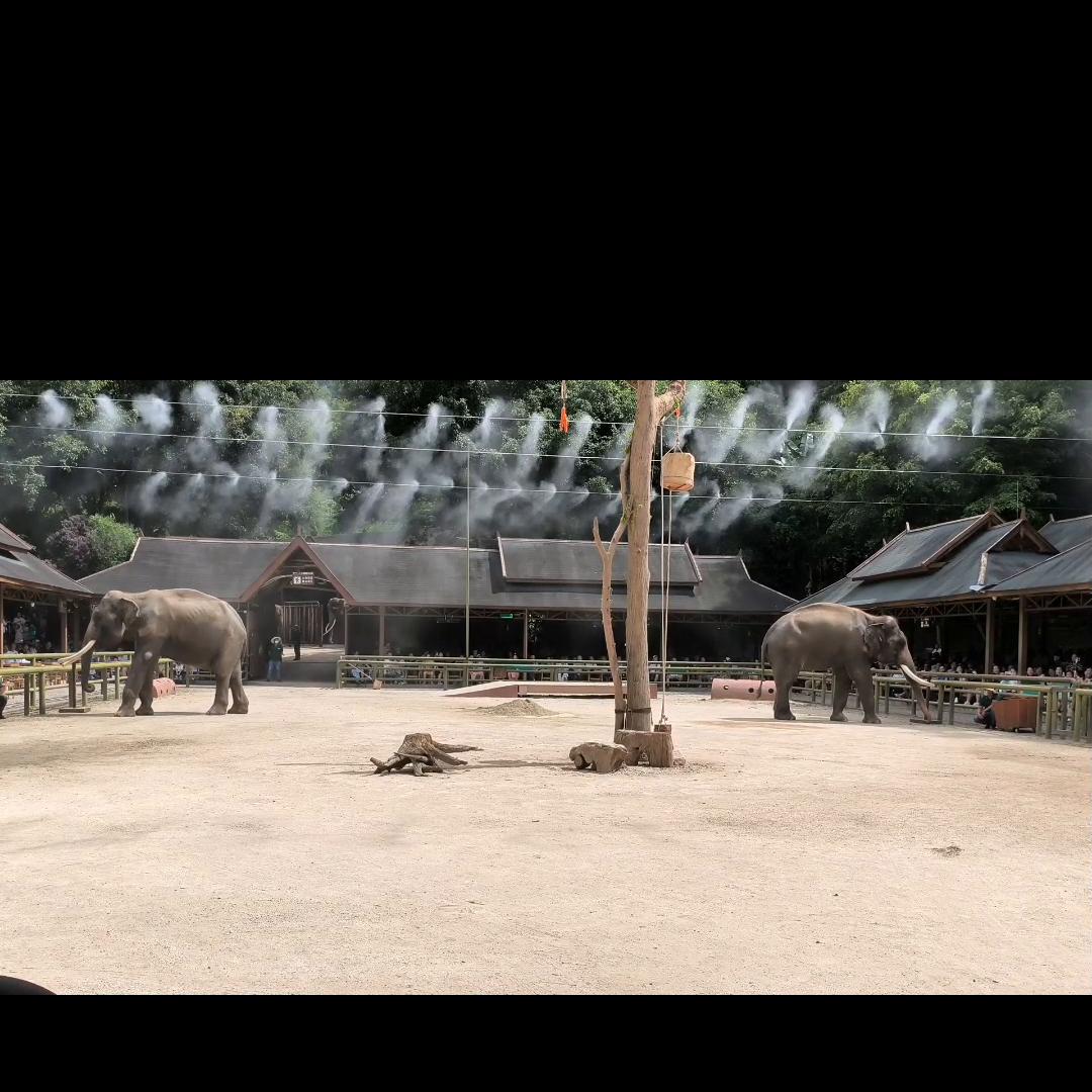 野象谷热带雨林景区,野象谷热带雨林景区表演时间