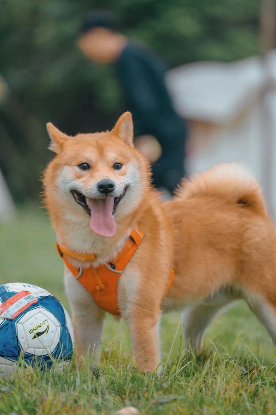 萌宠万圣狂欢夜,萌宠露营云龙区