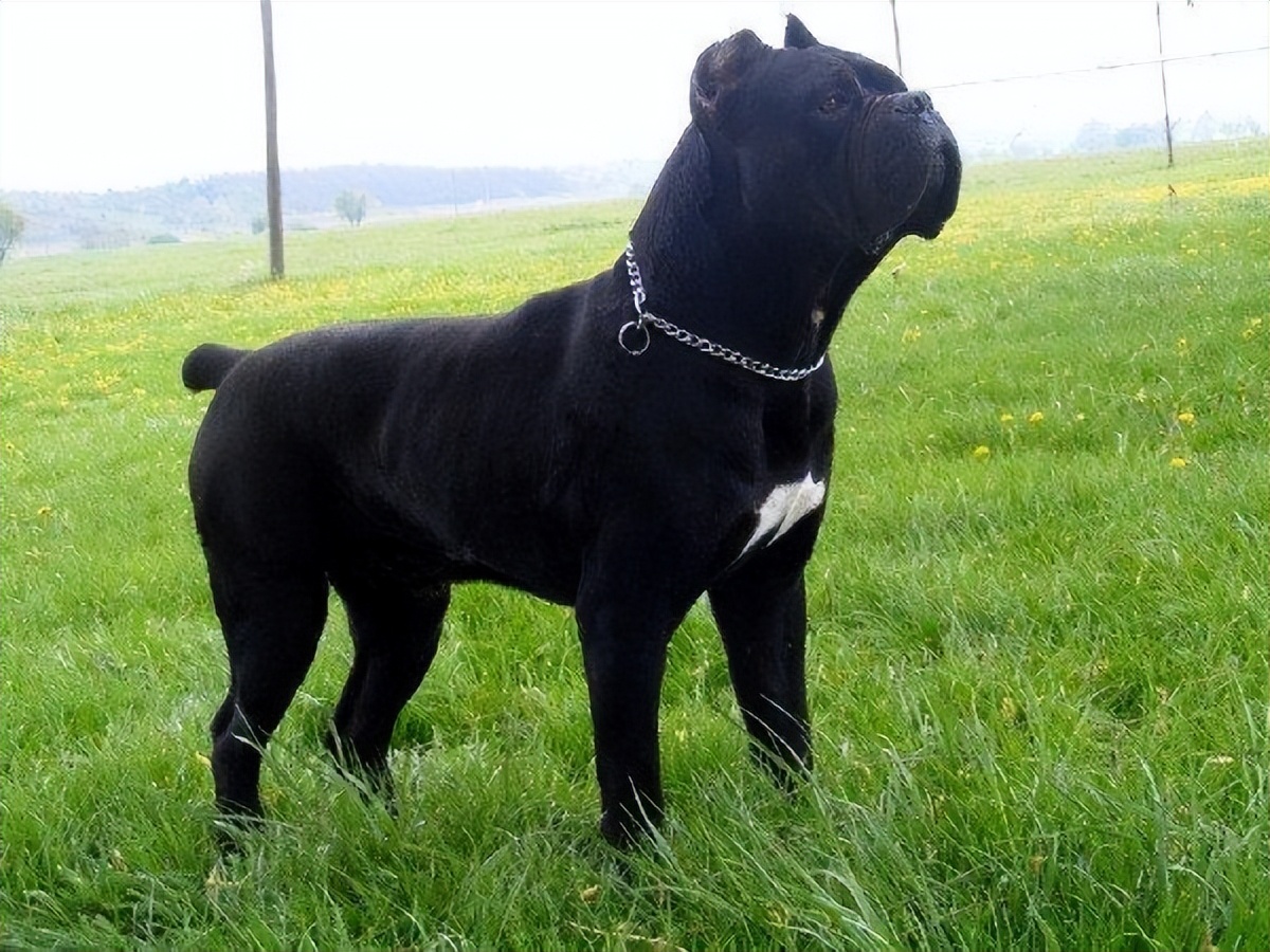 卡斯罗犬厉害吗值得养吗,卡斯罗犬容易饲养吗易得病吗