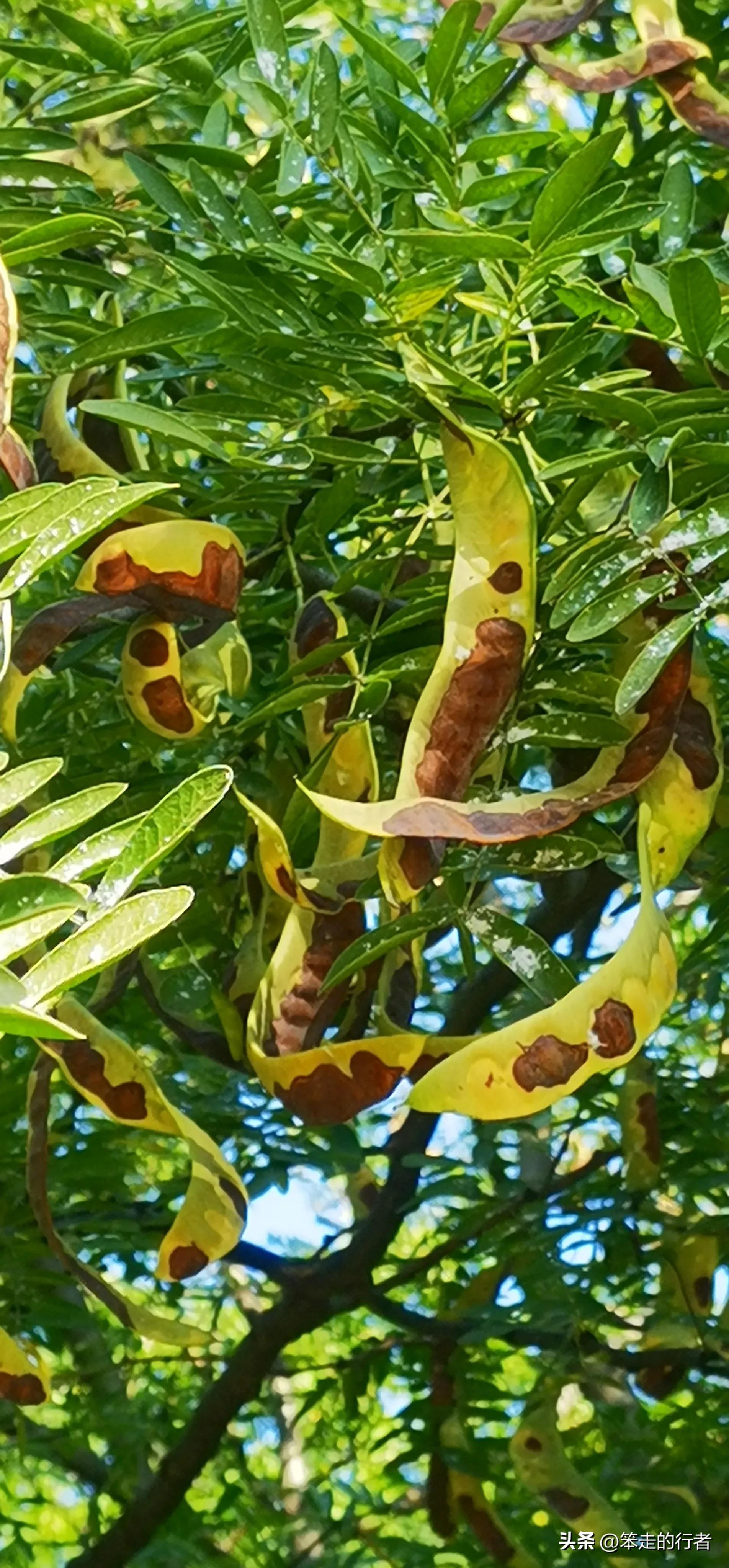 大皂角是皂荚吗,皂荚和长皂角