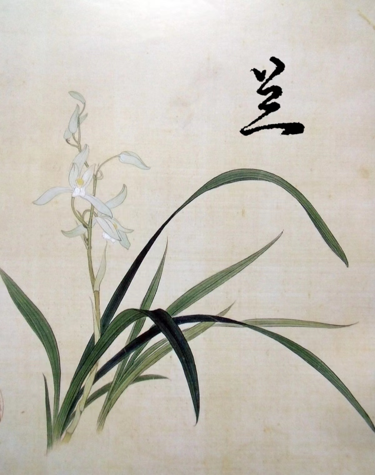 赞美兰花的成语,兰花的吉祥成语