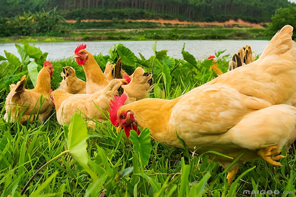 鸡霉菌性肠炎的症状,鸡霉菌性肠炎用什么药治疗