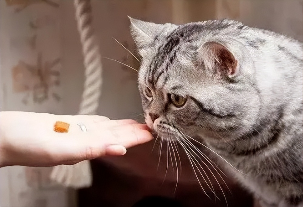 猫咪几个月吃鱼油最好,多大点的猫咪可以开始吃鱼油