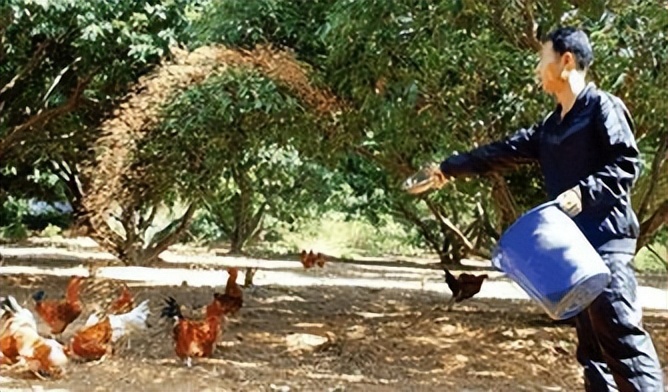 惠州大型养鸡场,十亩山林养殖3000只鸡