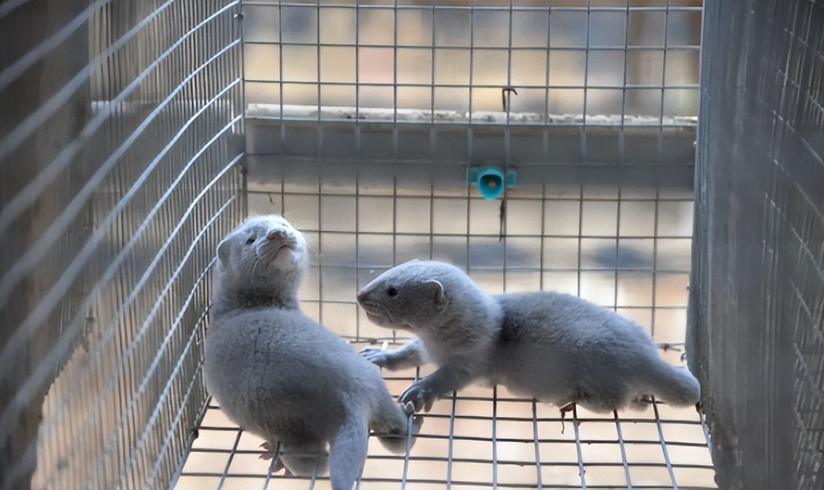 水貂养殖新技术,水貂皮草的养殖方法与技术