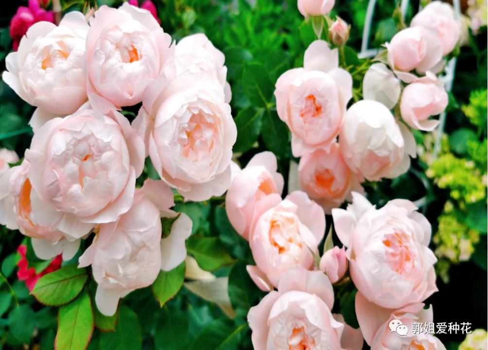 十大最耐雨的月季品种,耐晒耐雨淋的月季品种推荐