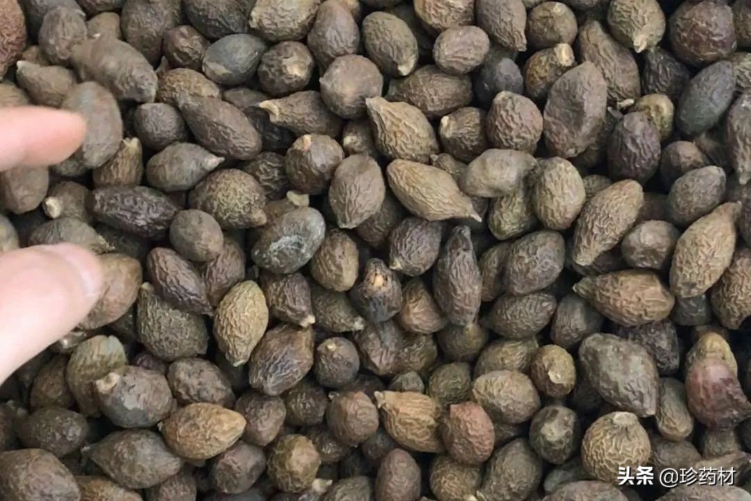 紫苏叶胖大海甘草,胖大海罗汉果麦冬紫苏叶