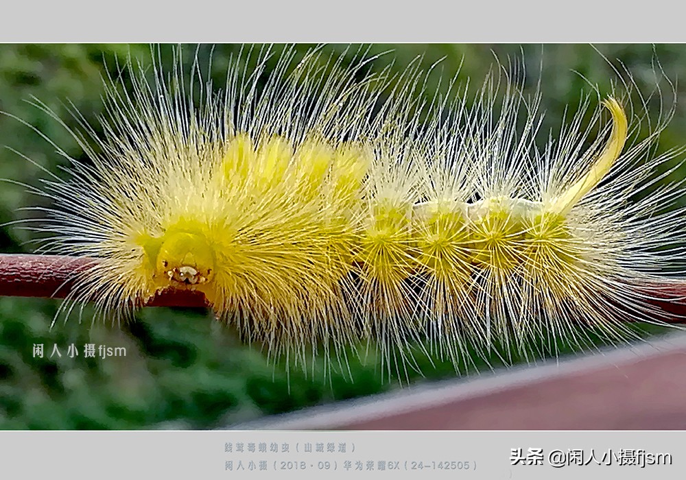 近距离拍摄昆虫小动物,常见昆虫微距摄影活动