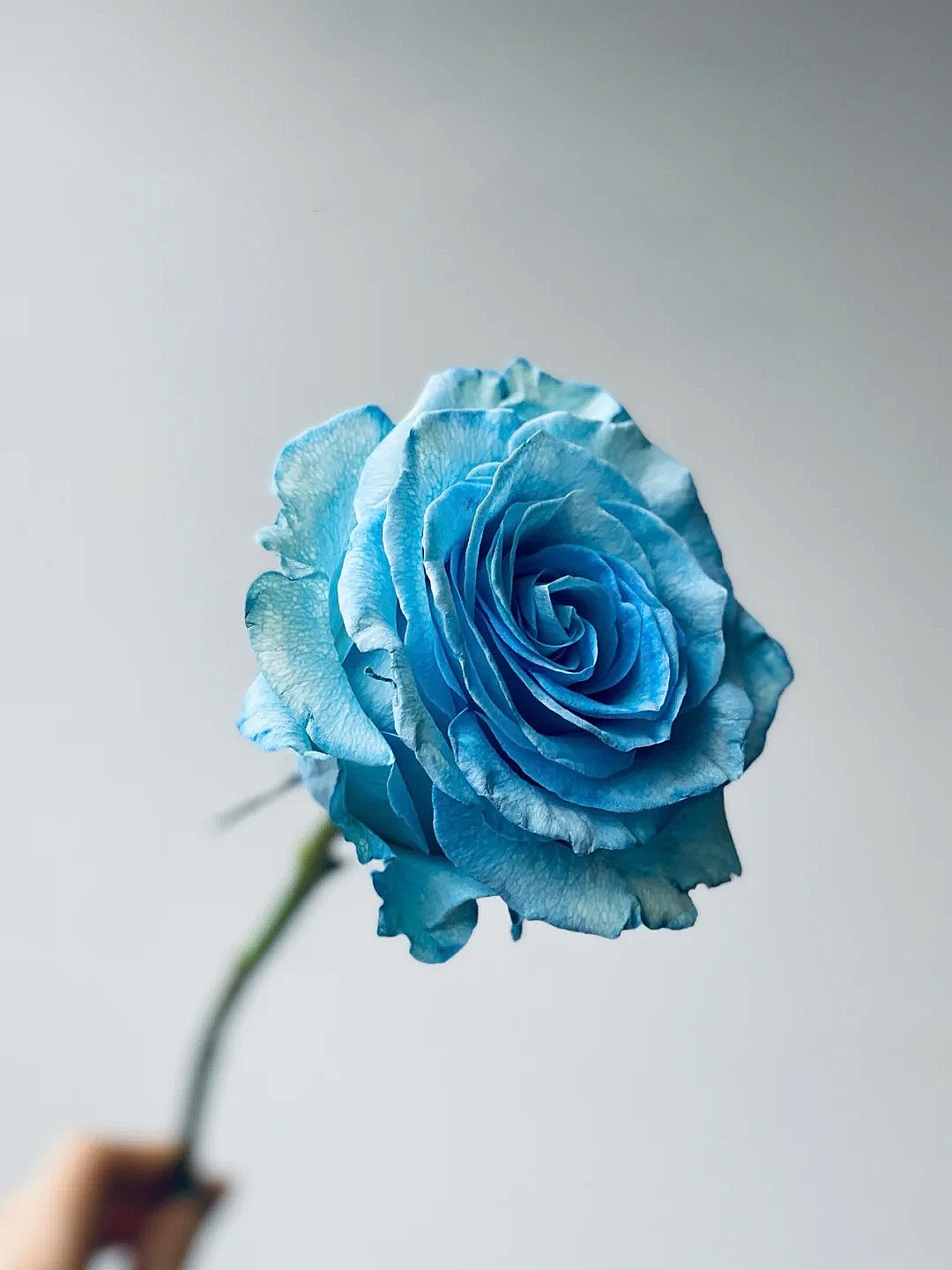 花艺教程花材打理知识,花艺教程常用花材及叶材有哪些