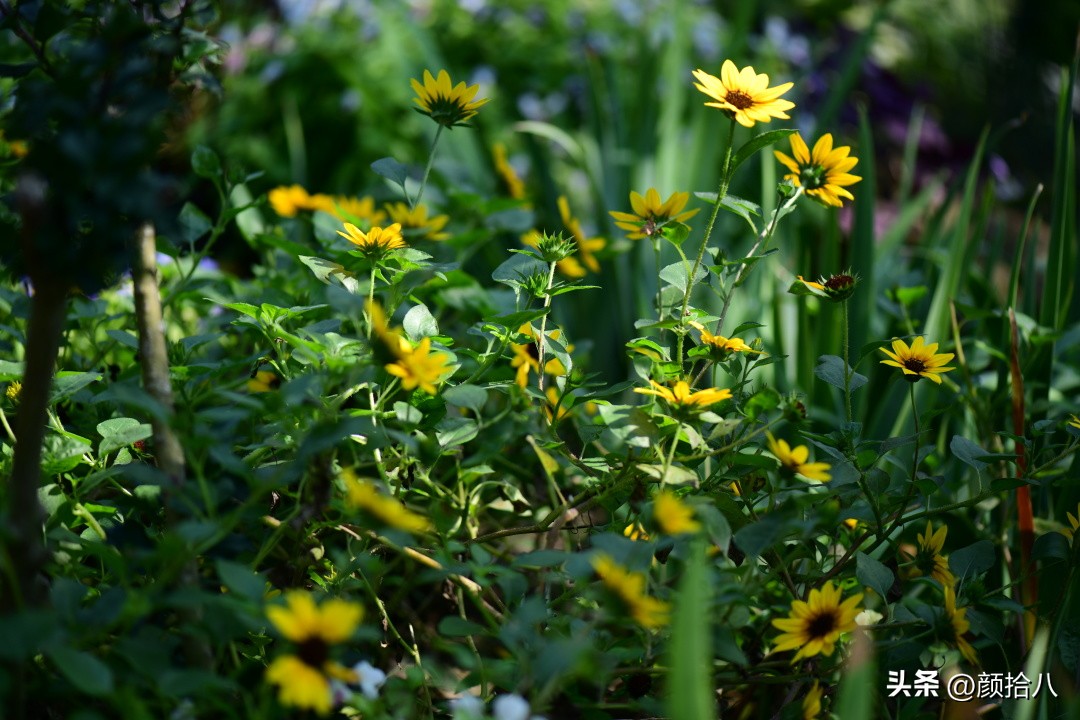 光辉岁月向日葵单朵花能开多少天,光辉岁月向日葵开花效果